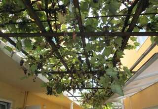 Гостиница Гостевой Дом Ветерок Адлер Номер "Стандарт"-21